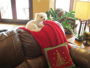 Nothing completes the sofa better than a white dog on a red throw with a Christmas pillow.