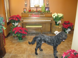 On the lower foyer level I have the piano my parents bought for me when I was a girl.  Charlie is quite photogenic, don't you think?